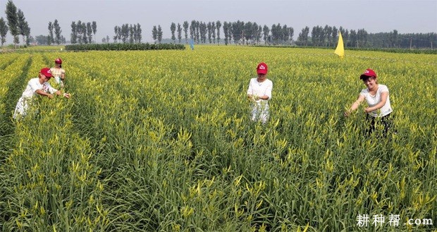 黄花菜如何采摘？