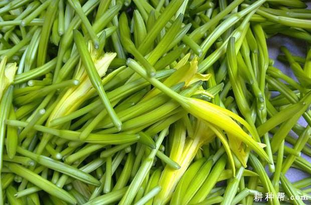 黄花菜如何采摘？