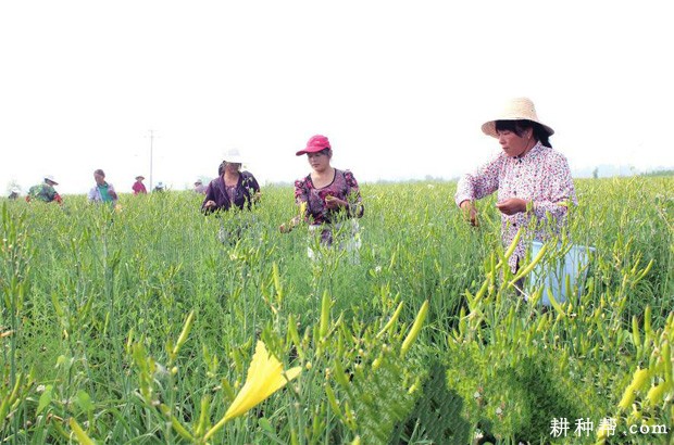 黄花菜如何采摘？