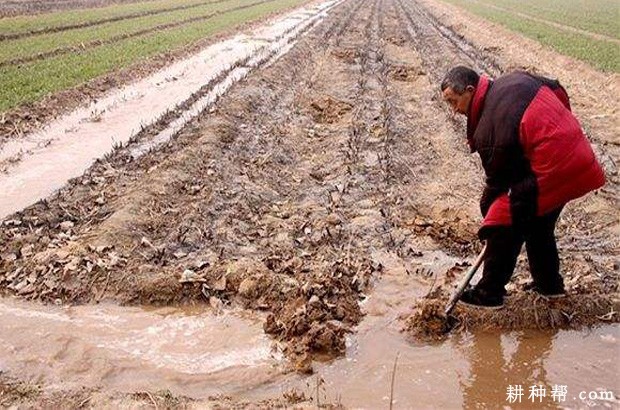 黄花菜什么时候需要浇水？