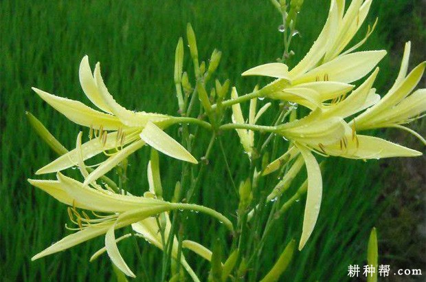 黄花菜什么时候需要浇水？