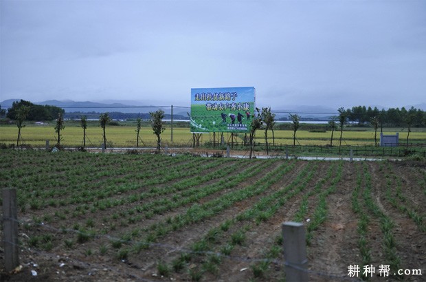 种植黄花菜如何管理？