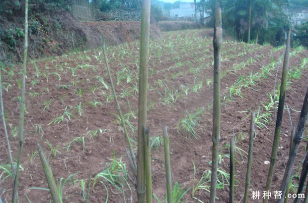 黄花菜怎么种植？