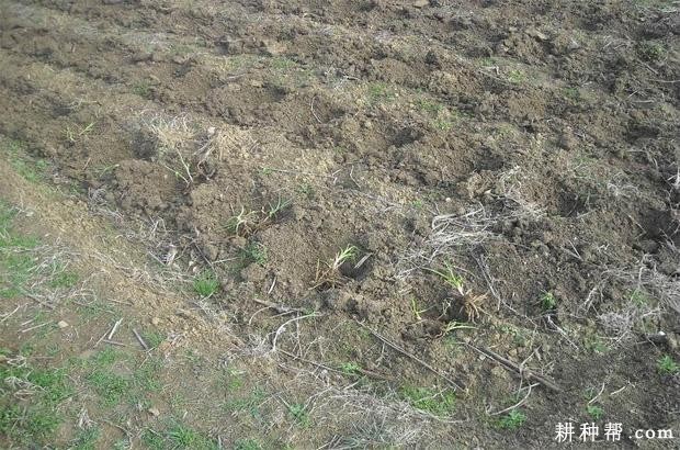 黄花菜怎么种植？