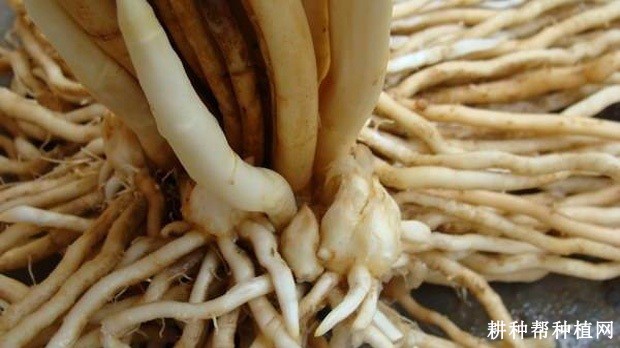 芦笋的根系有什么特点？