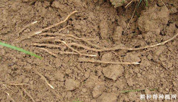 芦笋的根系有什么特点？