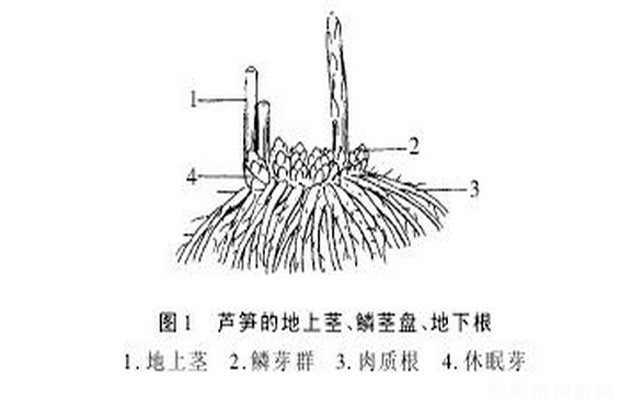 芦笋的根系有什么特点？