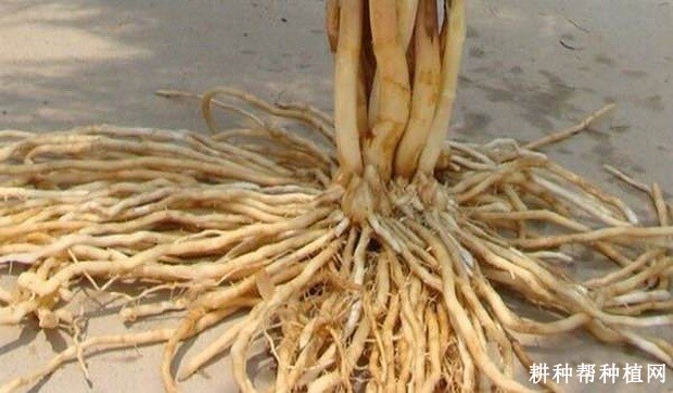 芦笋的根系有什么特点？