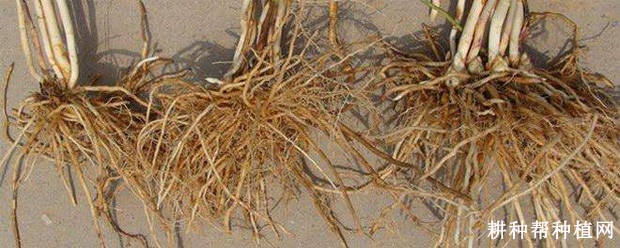芦笋的根系有什么特点？