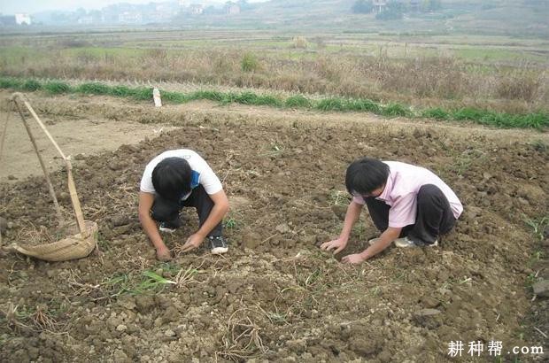 黄花菜什么时候种植？