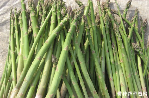 芦笋要不要削皮？