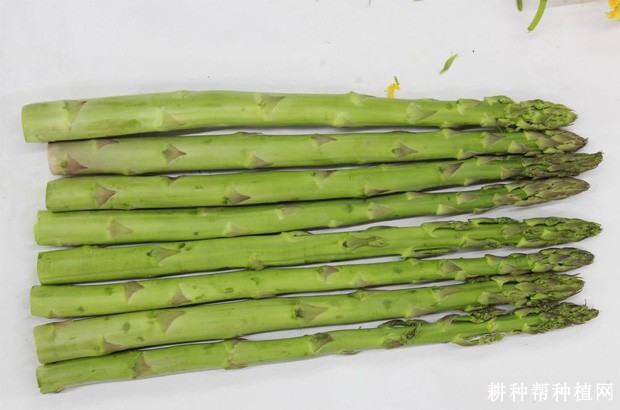 芦笋有哪些药用价值？