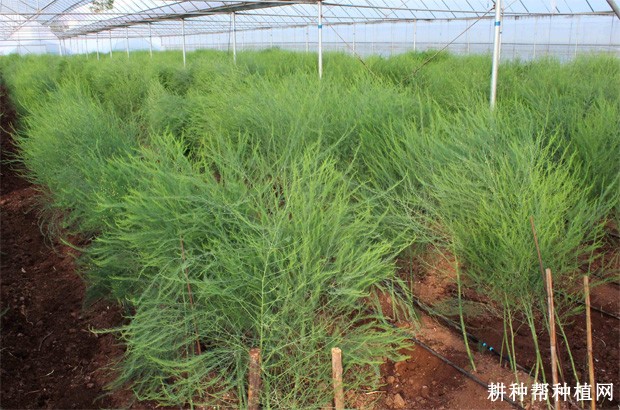 芦笋的产地是哪里？