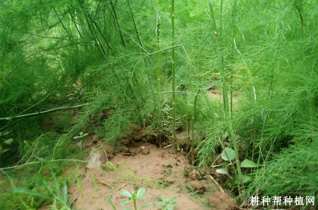 芦笋生长过程是怎么样？