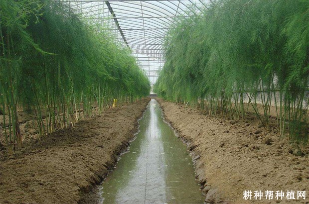 芦笋的产地是哪里？