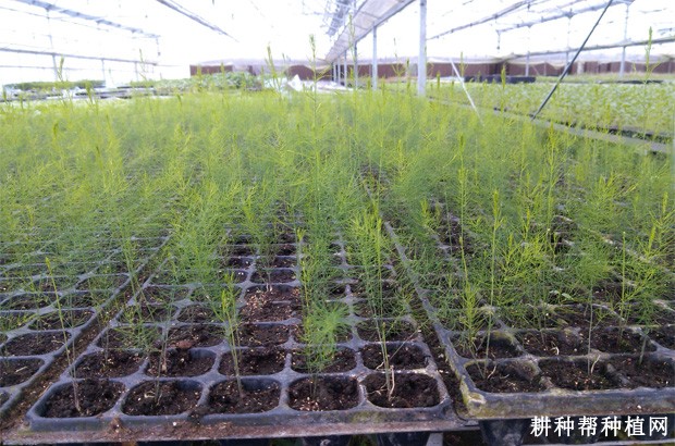 大棚育育芦笋苗怎么样管理？