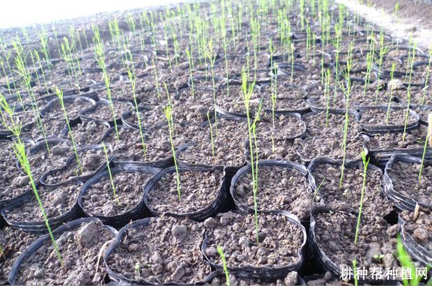 芦笋生长过程是怎么样？