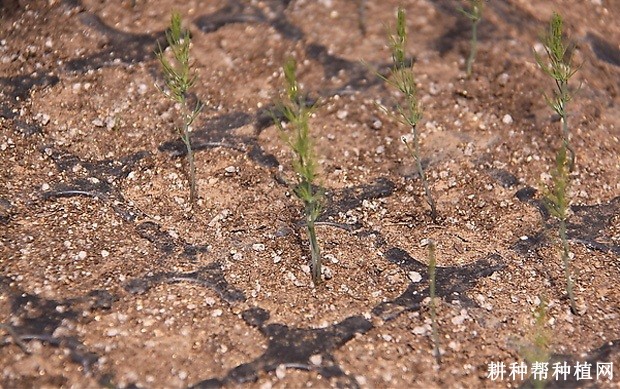 芦笋苗期如何管理？