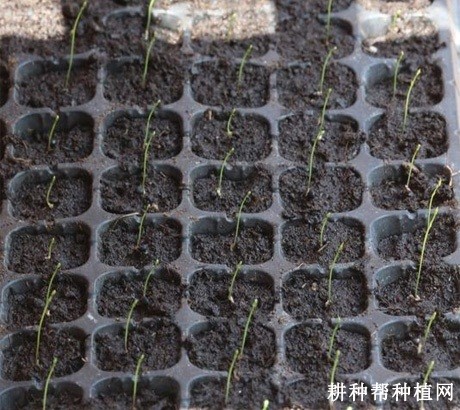 芦笋苗期如何管理？