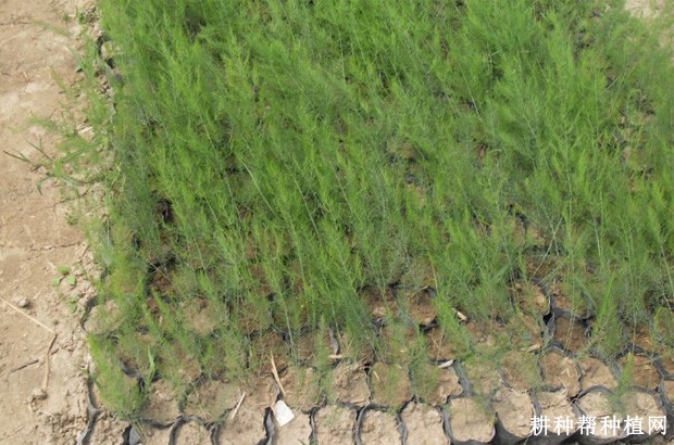 芦笋苗期如何管理？