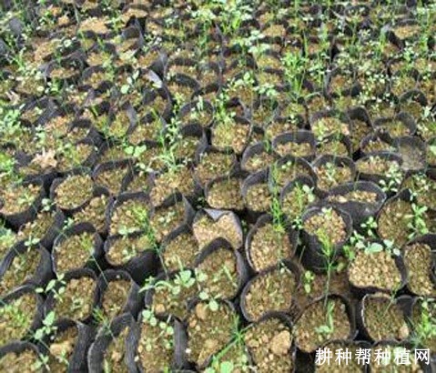 芦笋苗期如何管理？