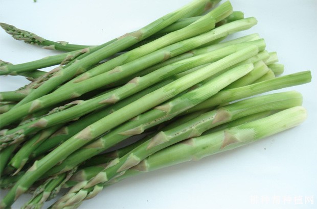 芦笋有哪些功效与作用? 芦笋有哪些功效与作用?