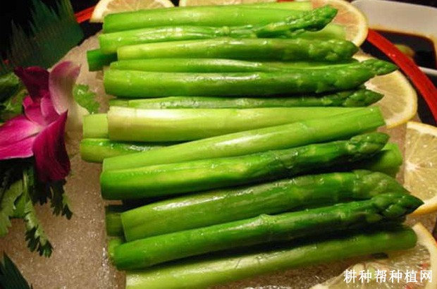 芦笋有哪些功效与作用? 芦笋有哪些功效与作用?