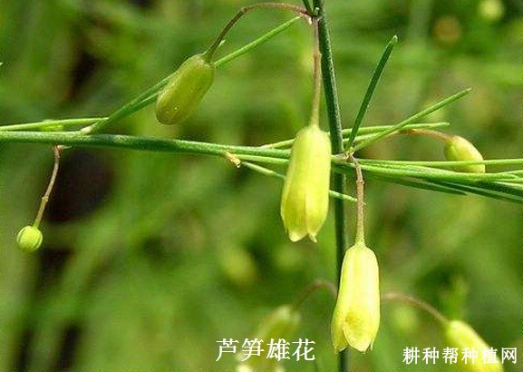 芦笋的花有什么特点？