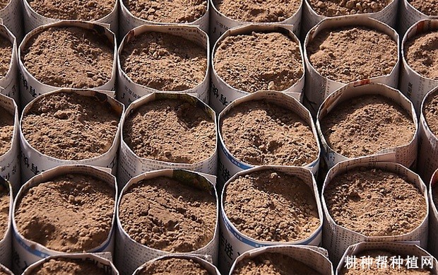 芦笋营养钵培育 壮苗过程是怎样的？