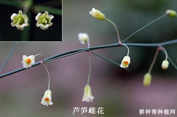 芦笋的花有什么特点？