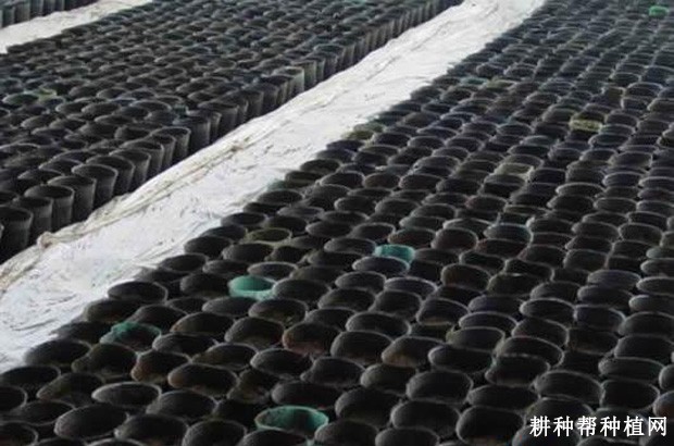 芦笋营养钵培育 壮苗过程是怎样的？