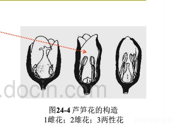芦笋的花有什么特点？