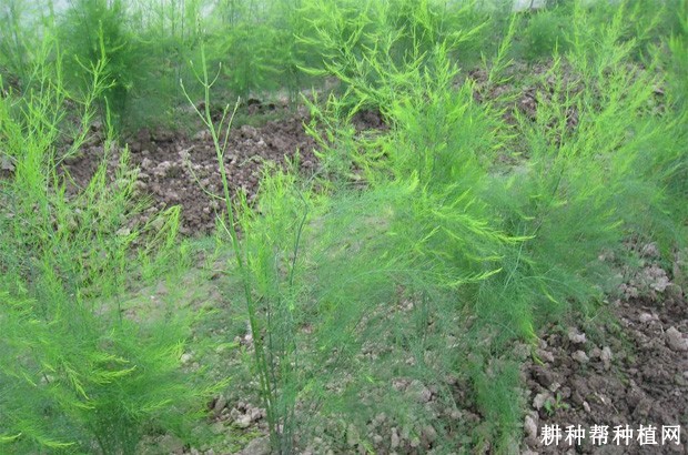 芦笋的叶及拟叶有什么特点？