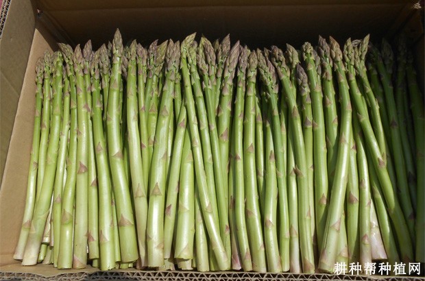 芦笋含有哪些营养成分？