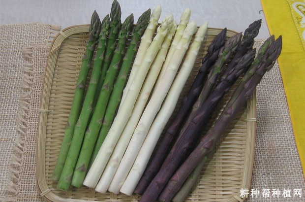 芦笋含有哪些营养成分？