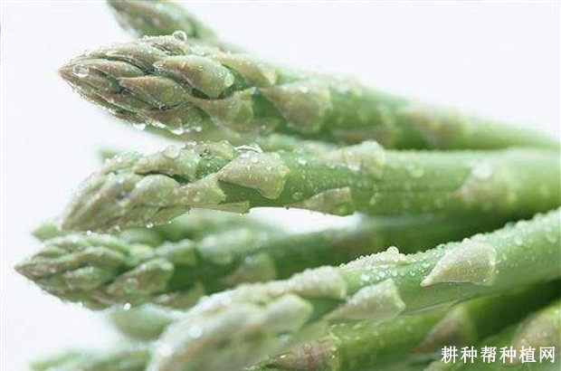 芦笋的叶及拟叶有什么特点？