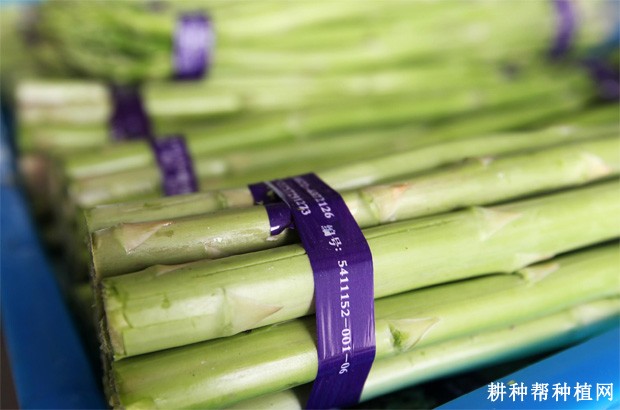 芦笋含有哪些营养成分？