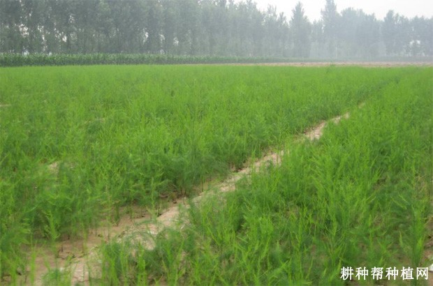 芦笋有几种育苗方式？