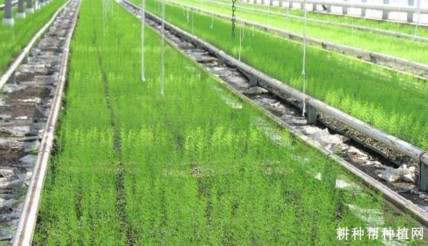 芦笋有几种育苗方式？