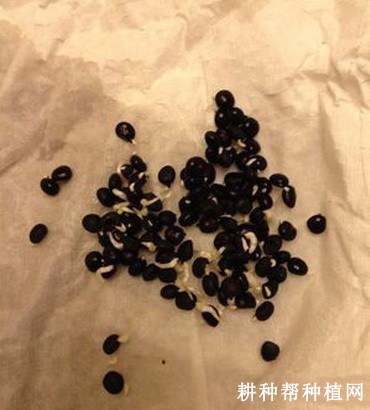 芦笋种子如何催芽？