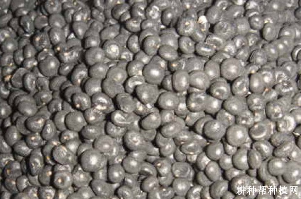 芦笋种子如何催芽？