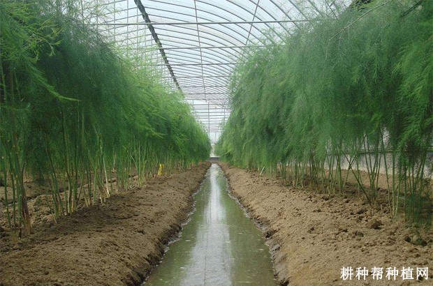 采用塑料大棚种植芦笋需要注意什么？
