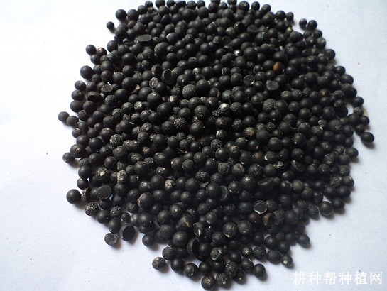 芦笋种子如何处理？