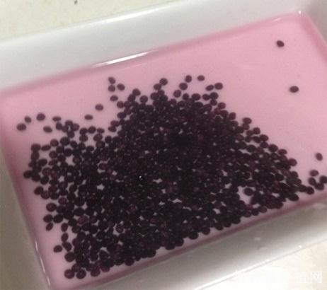 芦笋种子如何处理？