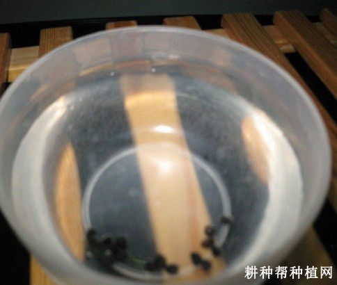 芦笋种子如何处理？