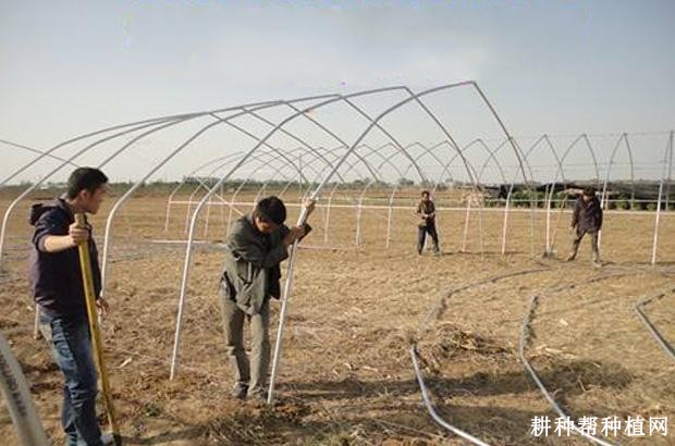 如何采用大棚种植芦笋? 如何采用大棚种植芦笋?