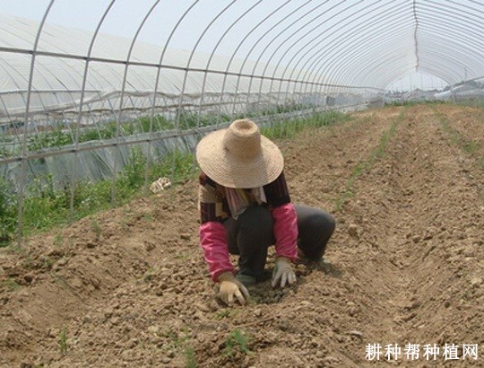 如何采用大棚种植芦笋? 如何采用大棚种植芦笋?