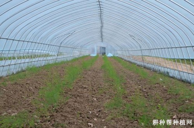 如何采用大棚种植芦笋? 如何采用大棚种植芦笋?