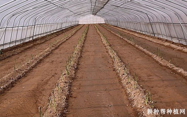 如何采用大棚种植芦笋? 如何采用大棚种植芦笋?