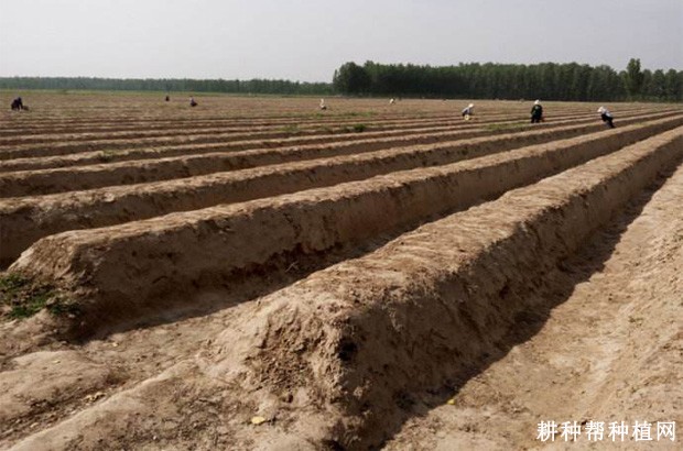 芦笋直播栽培什么时候播种？